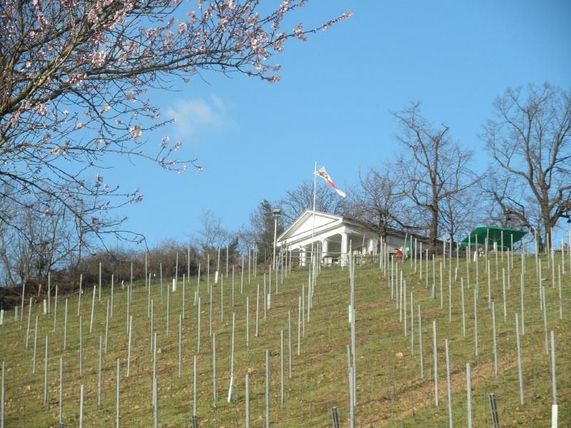 Weinberge & Weinmarkt